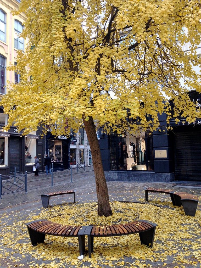 Gele boom Lille