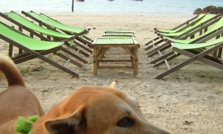 Time for Lime en Animal Welfare Koh Lanta