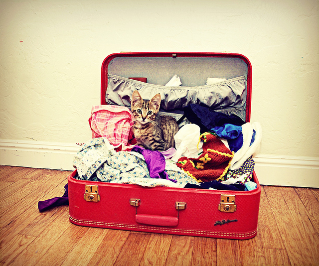 Kattenoppas tijdens vakantie