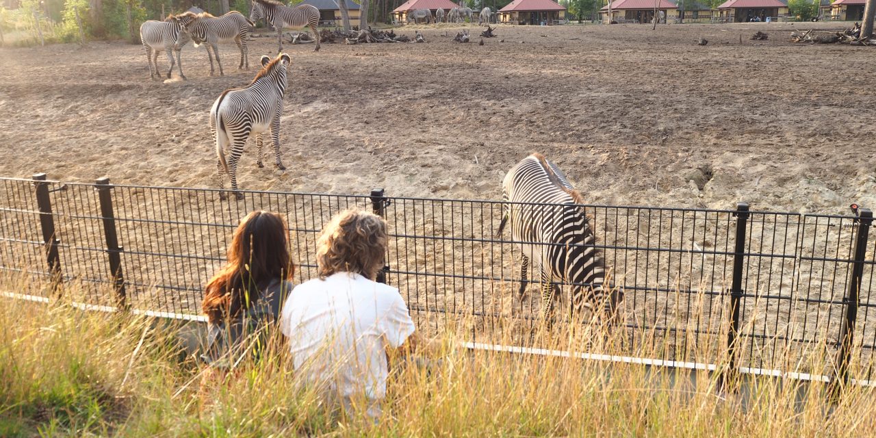 Logeren in Safari Resort Beekse Bergen