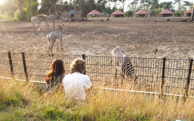 Logeren in Safari Resort Beekse Bergen